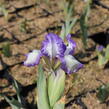 Kosatec nízký 'Petite Polka' - Iris barbata-nana 'Petite Polka'