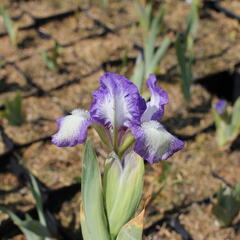 Kosatec nízký 'Petite Polka' - Iris barbata-nana 'Petite Polka'