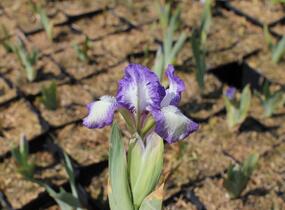 Kosatec nízký 'Petite Polka' - Iris barbata-nana 'Petite Polka'