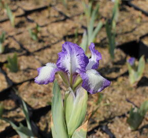 Kosatec nízký 'Petite Polka' - Iris barbata-nana 'Petite Polka'