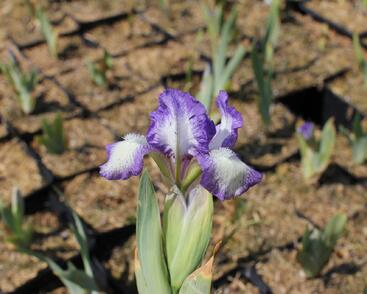 Kosatec nízký 'Petite Polka'