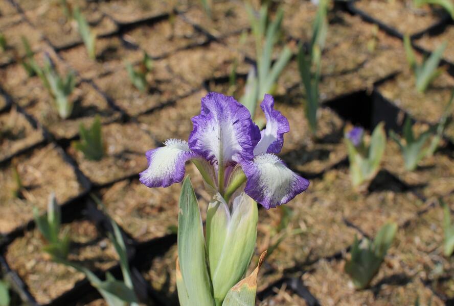Kosatec nízký 'Petite Polka' - Iris barbata-nana 'Petite Polka'