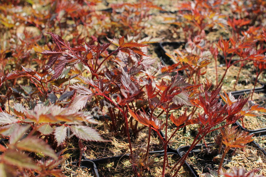 Čechrava Arendsova 'Etna' - Astilbe arendsii 'Etna'