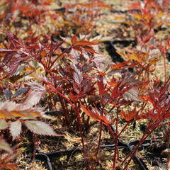 Čechrava Arendsova 'Etna' - Astilbe arendsii 'Etna'