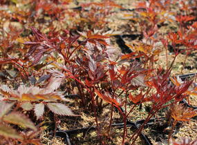 Čechrava Arendsova 'Etna' - Astilbe arendsii 'Etna'