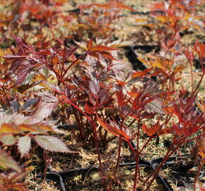 Čechrava Arendsova 'Etna' - Astilbe arendsii 'Etna'