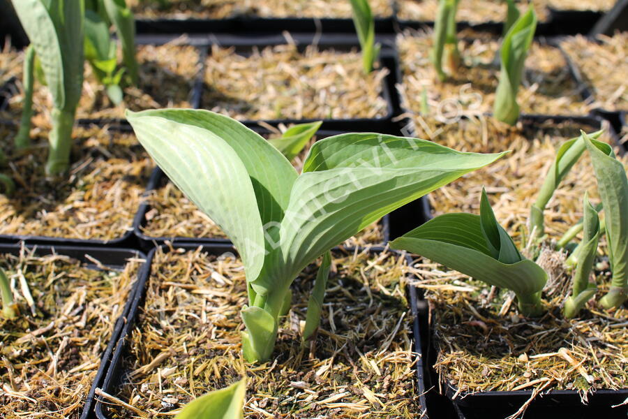 Bohyška 'Abiqua Drinking Gourd' - Hosta 'Abiqua Drinking Gourd'
