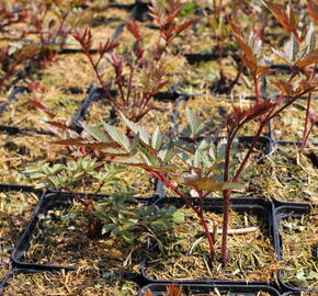 Čechrava japonská 'Montgomery' - Astilbe japonica 'Montgomery'