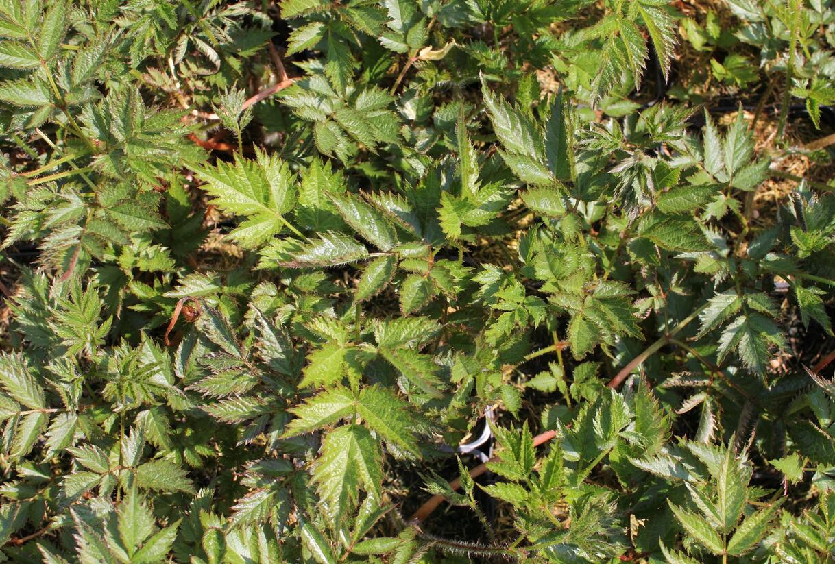 Čechrava čínská 'Little Vision in Pink' - Astilbe chinensis 'Little Vision in Pink'
