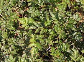 Čechrava čínská 'Little Vision in Pink' - Astilbe chinensis 'Little Vision in Pink'