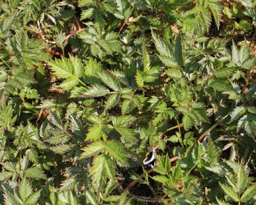 Čechrava čínská 'Little Vision in Pink'