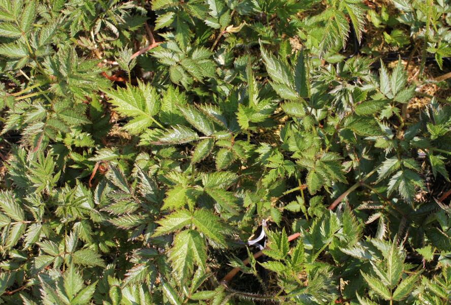 Čechrava čínská 'Little Vision in Pink' - Astilbe chinensis 'Little Vision in Pink'