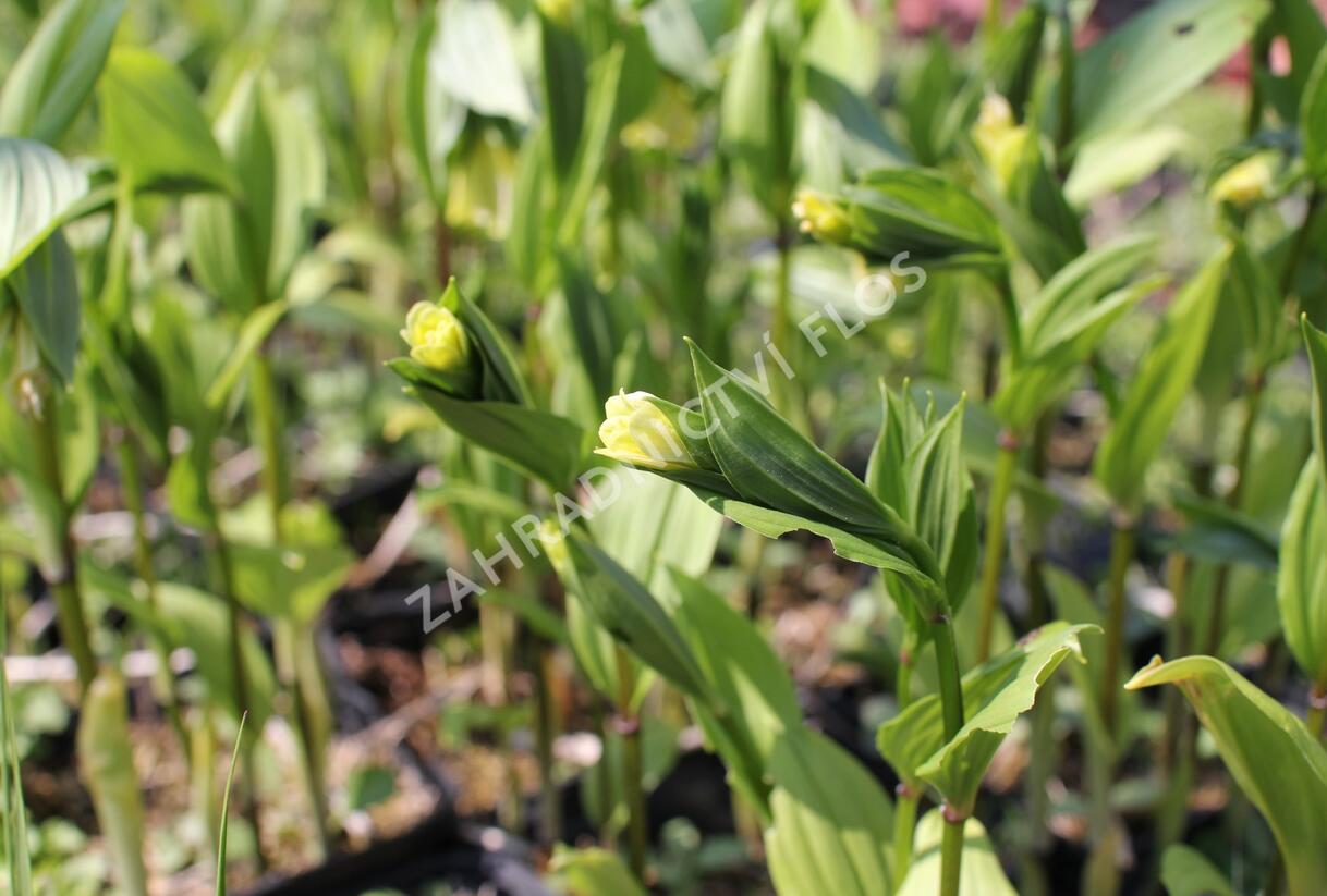 Disporum flavens - Disporum flavens