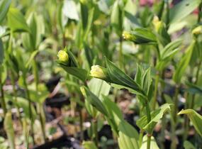 Disporum flavens - Disporum flavens