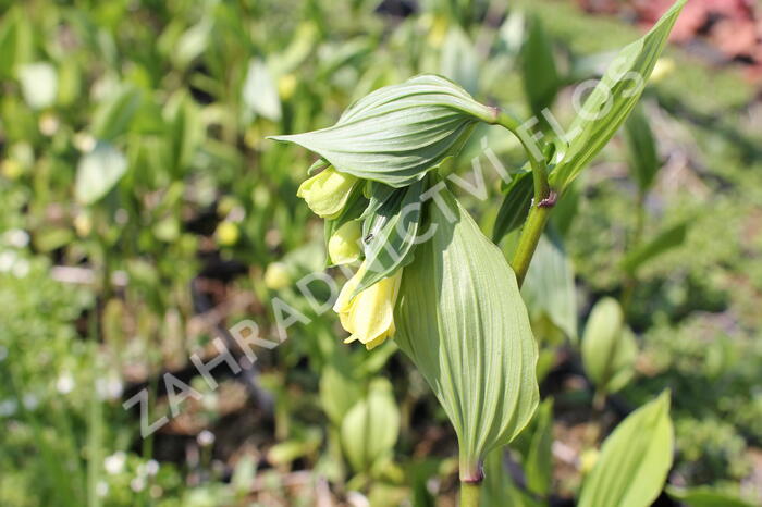 Disporum flavens - Disporum flavens