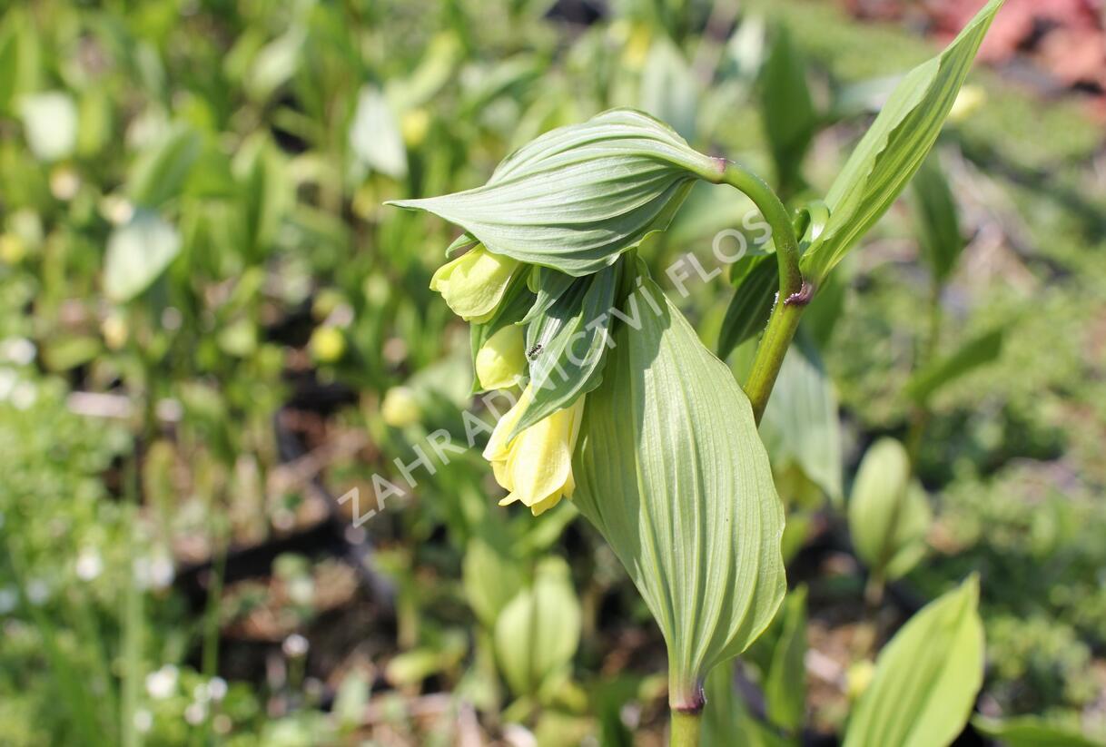 Disporum flavens - Disporum flavens