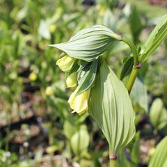 Disporum flavens - Disporum flavens