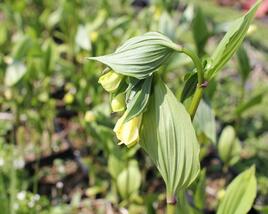 Disporum flavens