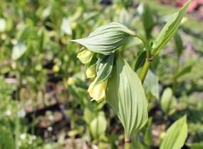 Disporum flavens - Disporum flavens