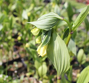 Disporum flavens - Disporum flavens