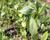 Disporum flavens