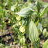 disporum-flavens.jpg