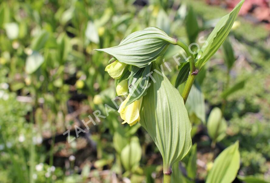 Disporum flavens - Disporum flavens