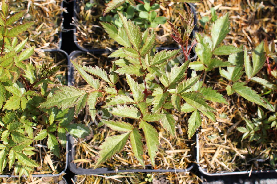 Čechrava Arendsova 'Glut' - Astilbe arendsii 'Glut'
