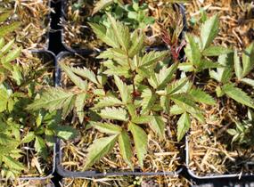 Čechrava Arendsova 'Glut' - Astilbe arendsii 'Glut'