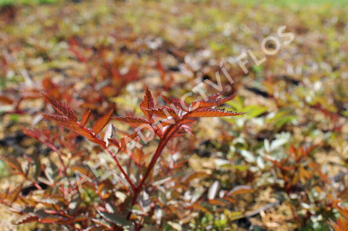 Čechrava Arendsova 'Glut' - Astilbe arendsii 'Glut'