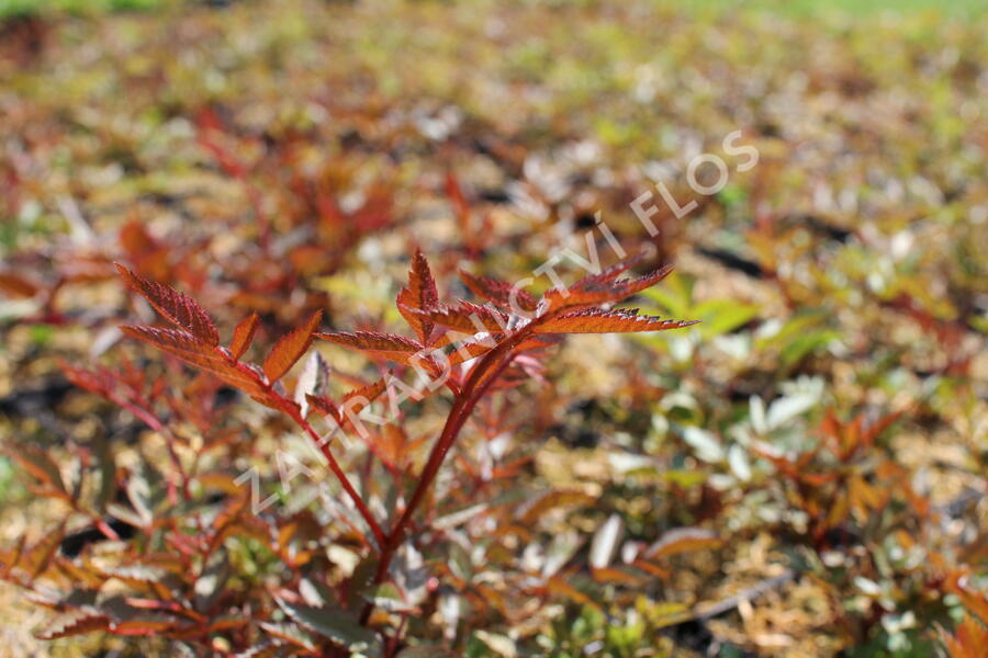 Čechrava Arendsova 'Glut' - Astilbe arendsii 'Glut'