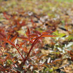 Čechrava Arendsova 'Glut' - Astilbe arendsii 'Glut'