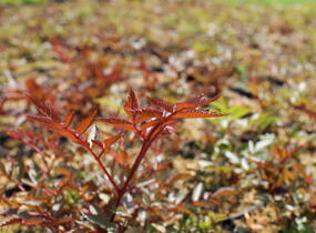 Čechrava Arendsova 'Glut' - Astilbe arendsii 'Glut'