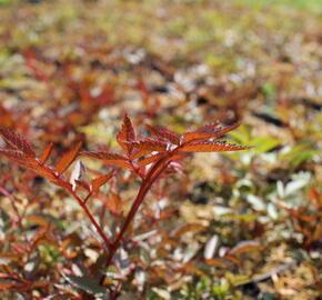Čechrava Arendsova 'Glut' - Astilbe arendsii 'Glut'