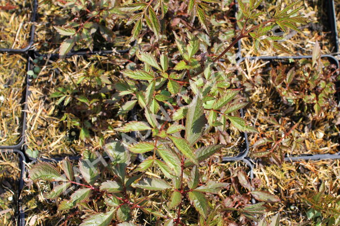 Čechrava Arendsova 'Anita Pfeifer' - Astilbe arendsii 'Anita Pfeifer'