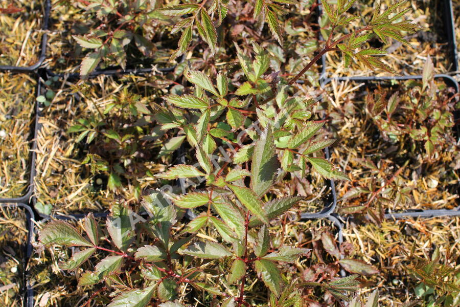 Čechrava Arendsova 'Anita Pfeifer' - Astilbe arendsii 'Anita Pfeifer'