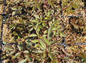 Čechrava Arendsova 'Anita Pfeifer' - Astilbe arendsii 'Anita Pfeifer'