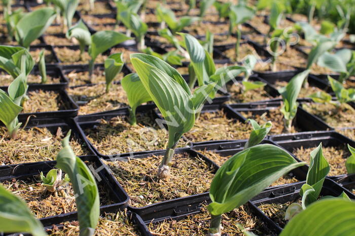Bohyška 'Blue Angel' - Hosta 'Blue Angel'