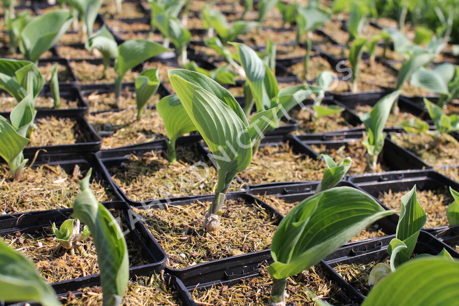 Bohyška 'Blue Angel' - Hosta 'Blue Angel'
