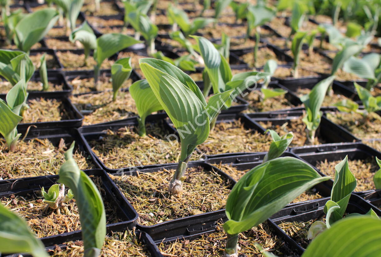 Bohyška 'Blue Angel' - Hosta 'Blue Angel'