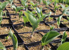 Bohyška 'Blue Angel' - Hosta 'Blue Angel'
