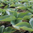 Bohyška 'Hyacinthina' - Hosta fortunei 'Hyacinthina'