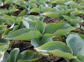 Bohyška 'Hyacinthina' - Hosta fortunei 'Hyacinthina'