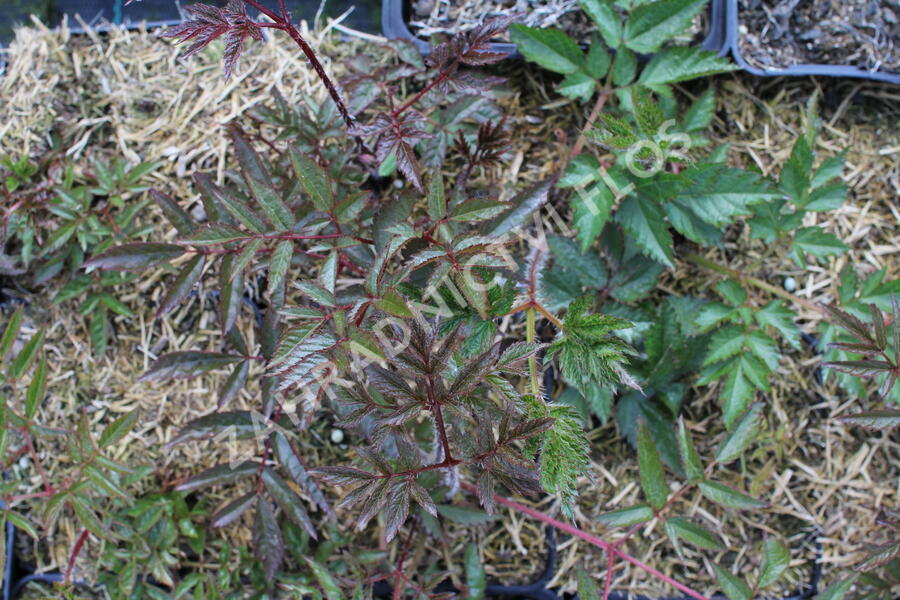 Čechrava Arendsova 'Augustleuchten' - Astilbe arendsii 'Augustleuchten'