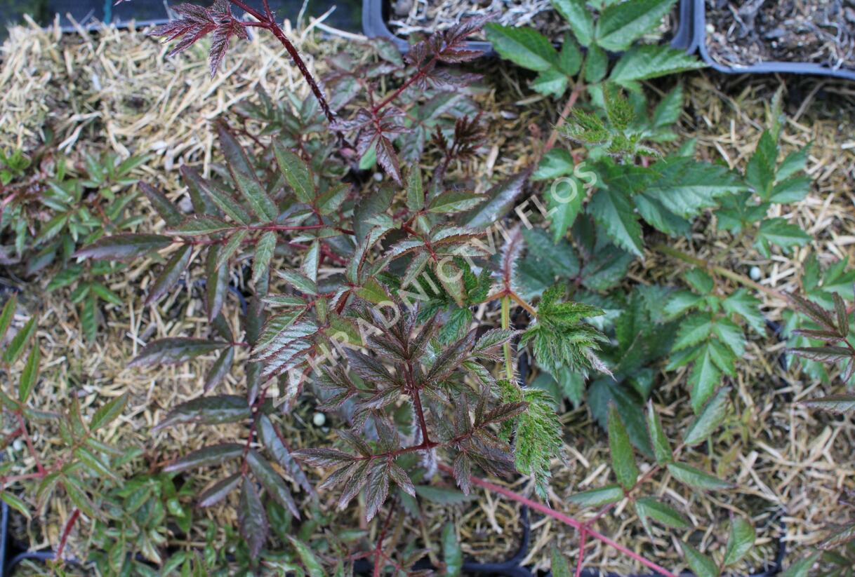 Čechrava Arendsova 'Augustleuchten' - Astilbe arendsii 'Augustleuchten'