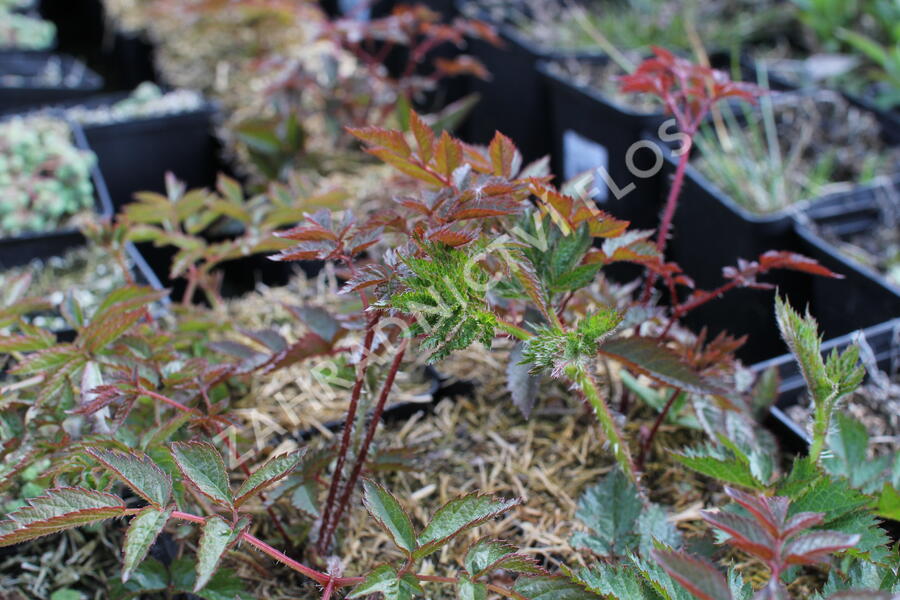 Čechrava Arendsova 'Augustleuchten' - Astilbe arendsii 'Augustleuchten'