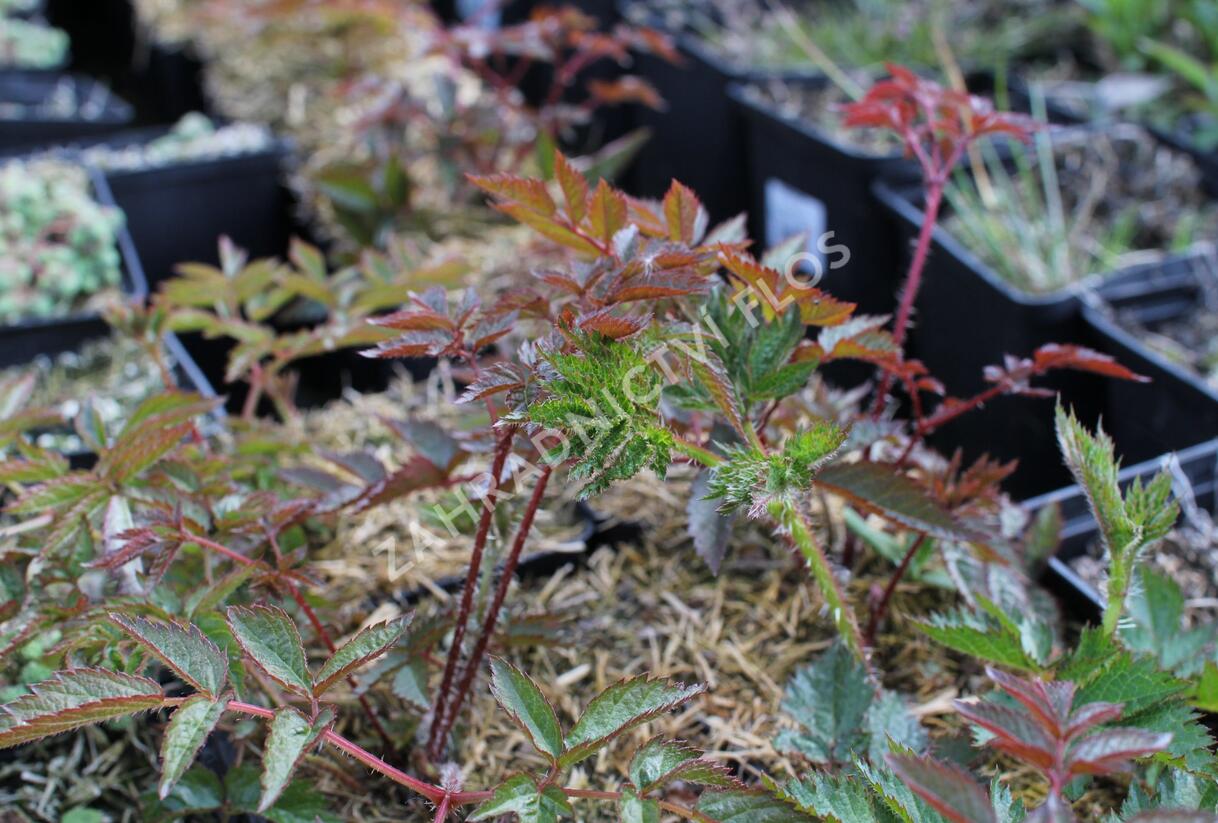 Čechrava Arendsova 'Augustleuchten' - Astilbe arendsii 'Augustleuchten'