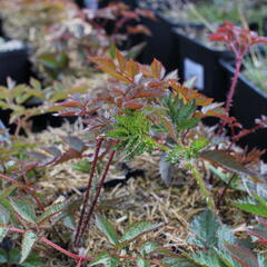 Čechrava Arendsova 'Augustleuchten' - Astilbe arendsii 'Augustleuchten'