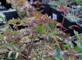 Čechrava Arendsova 'Augustleuchten' - Astilbe arendsii 'Augustleuchten'