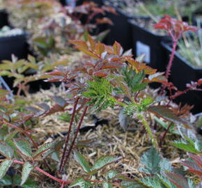 Čechrava Arendsova 'Augustleuchten' - Astilbe arendsii 'Augustleuchten'